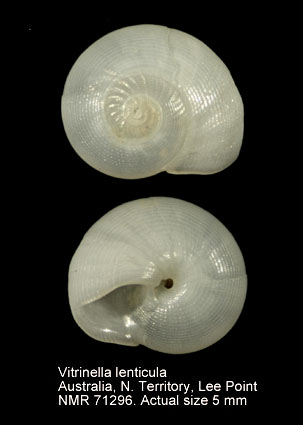 Vitrinella lenticula.jpg - Vitrinella lenticula(Gould,1861)